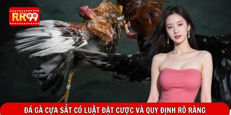 Đá gà cựa sắt có luật đặt cược và quy định rõ ràng