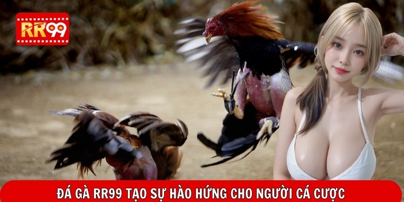 Đá gà RR99 tạo sự hào hứng cho người cá cược