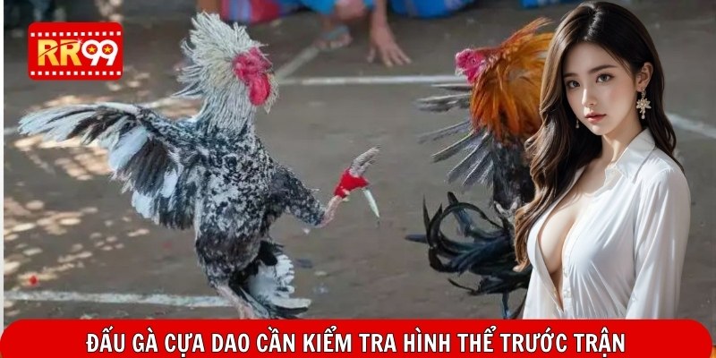 Đấu gà cựa dao cần kiểm tra hình thể trước trận