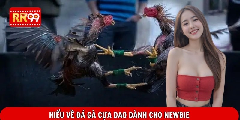 Hiểu về đá gà cựa dao dành cho newbie